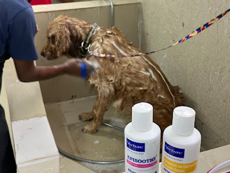 Pet Clinic Near me in Noida